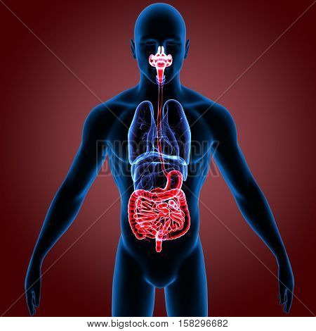 3d render  the human digestive system anatomy.