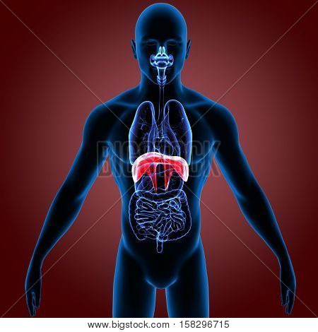 3D rendering Human Diaphragm Anatomy Illustration system
