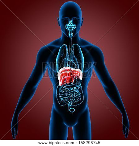 3D rendering Human Diaphragm Anatomy Illustration system