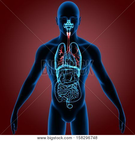 3D rendering Human Respiratory System Illustration system