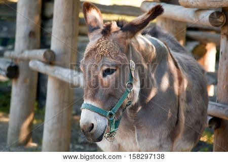 Sad donkey in snaffle on a farm closeup portrait.