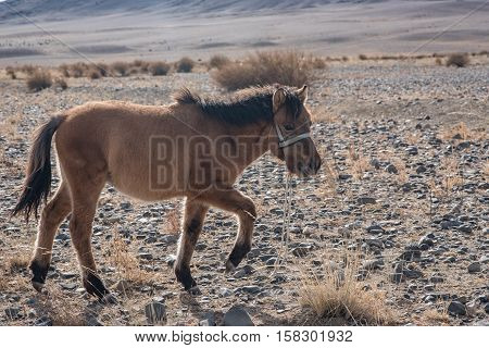 Mongolian Horse In The Mongolia Desert Mountain Steppe