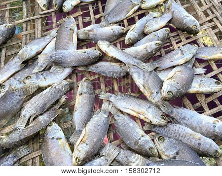 dry anabas testudineus fish on bamboo floor