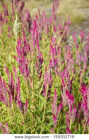 close up pink celosia argentea flower in nature garden