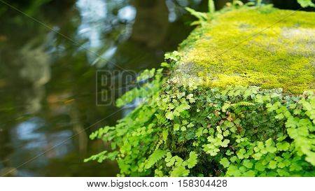 Green leaves and nature background concept - Beautiful green leaves with pond in hasedere temple japan background