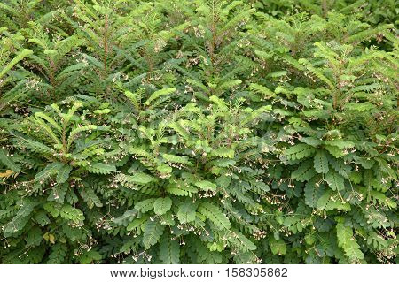 fresh green phyllanthus pulcher plant in nature garden