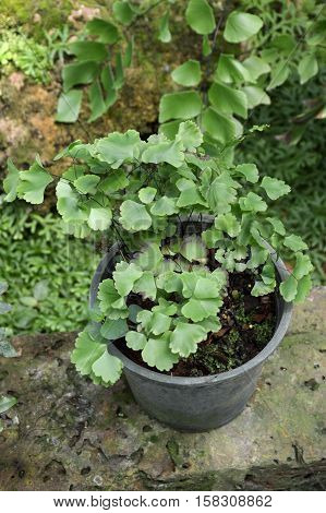 fresh green caryota mitis plant in nature garden