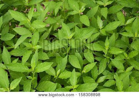 fresh green rhinacanthus nasutus leaves in nature garden