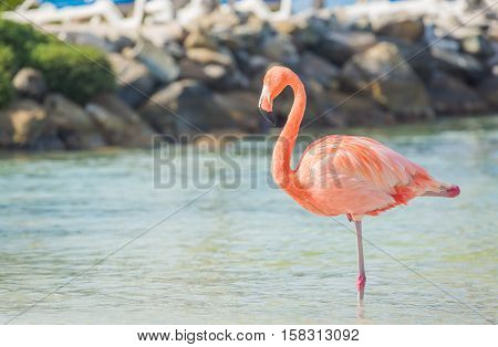 Flamingos on the Aruba beach. Flamingo beach