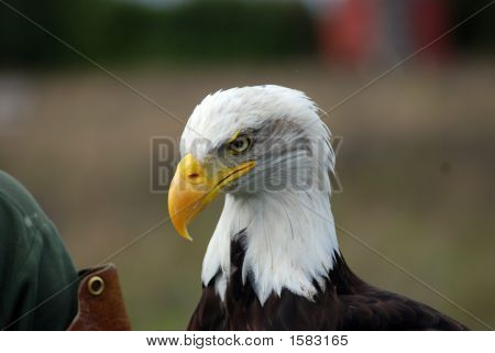 Amerikan kel kartal
