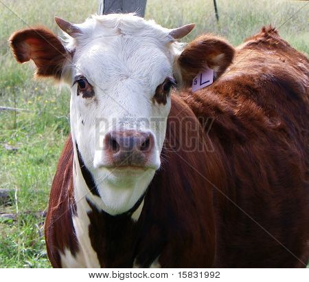 neugierig Kalb