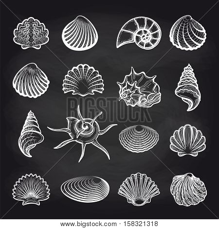 Hand drawn sea shells on chalckboard background vector