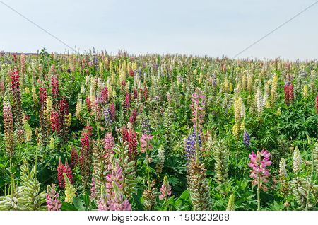 Lupin field and blue sky in summer at biei hokkaido