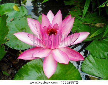 Lotus in nature and vintage vintage style.