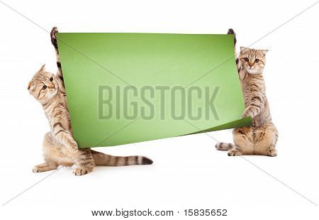 Due gattini con cartello o un Banner per il tuo testo