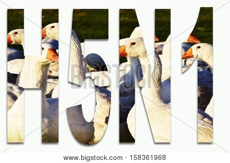 Bird influenza H5N1-birds and geese in writing inserted