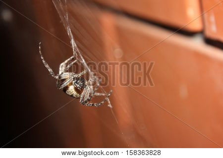 Harvestman spider on the broken brick wall