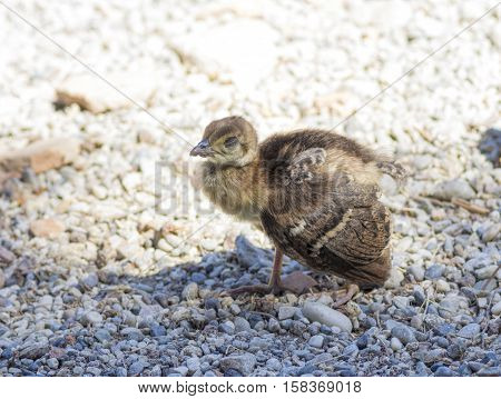 Peacock chick confident paces over the rocks close up