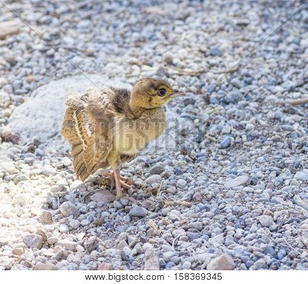 Peacock chick confident paces over the rocks close up