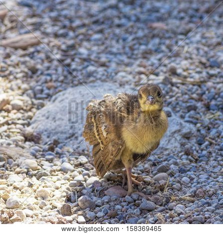 Peacock chick confident paces over the rocks close up