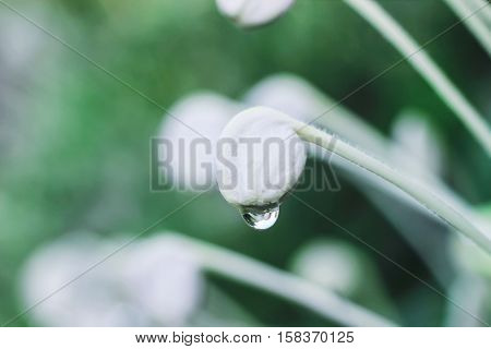 rain drop on white flower after rain