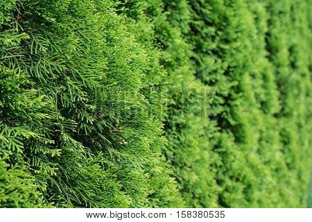 White cedar background. Green leaf texture. Tiny green leaves background. The natural texture of white cedar.