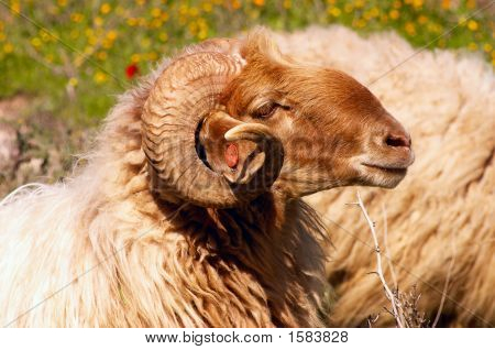 Ram