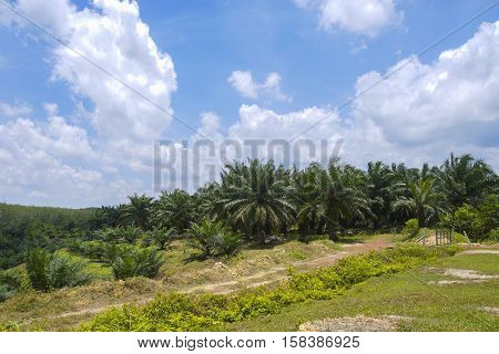 the palm oil plantation view with blue cloudy sky as background.