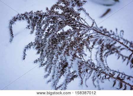 dry flower on the background winter
dry flower on the background of wood. winter