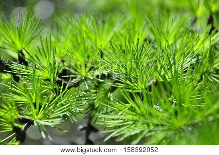 Macrocosm. Larch. Green freshness. Summer forest branch
