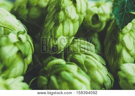 Green fresh hop cones for making beer and bread closeup blue toned agricultural background