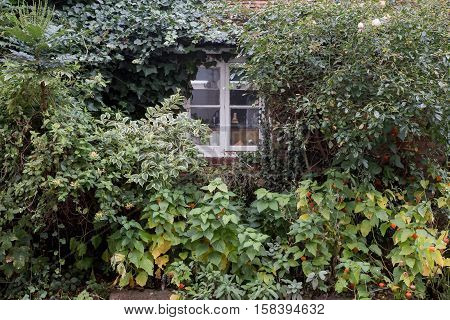 Winslow, Buckinghamshire, United Kingdom, October 25, 2016: Overgrown Bushes In Front Of Cottage Win