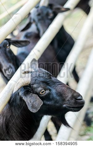 the head of a black goat outside fence