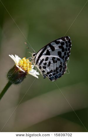 Borboleta