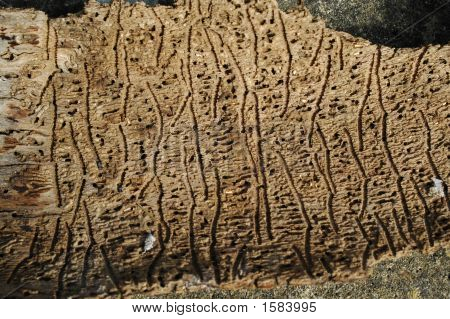 Barktexture
