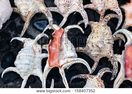 a pile of colorful seashells with black background