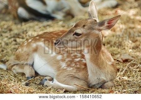 Portrait Of A Young Deer