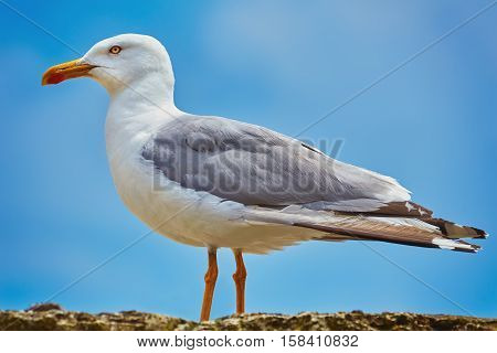 Image of Seagull Resting on the Srone Fence