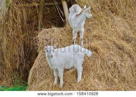 Goatlings On A Hay