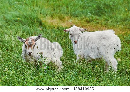 Goatlings In The Grass