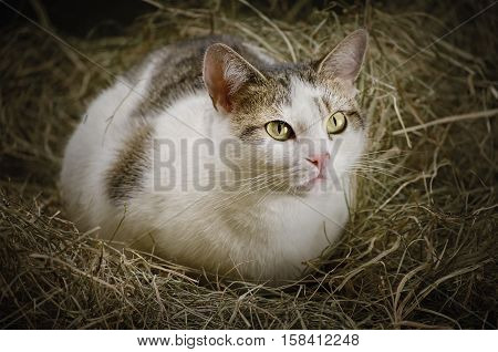 Image of Outbred Cat Resting in the Hay