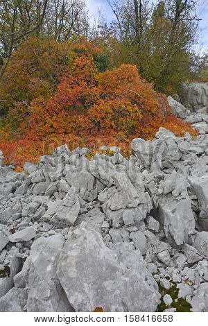 Autumn colours on display in the Carso karst limestone area of Friuli near Aurisina in north east Italy.