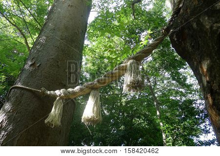 Shimenawa (Sacred Rope) and Trees in Japan