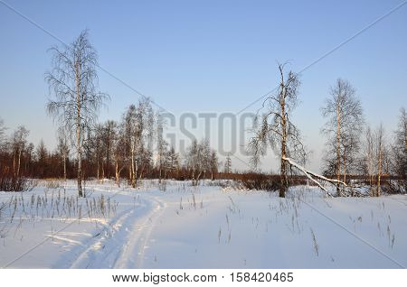Winter and frosty lanskape from North. Naked trees, pines and white snow