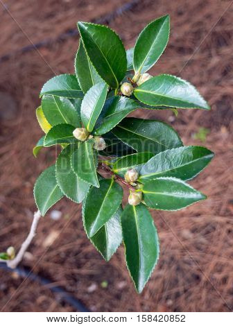 Young litle branch and cones strawberry tree