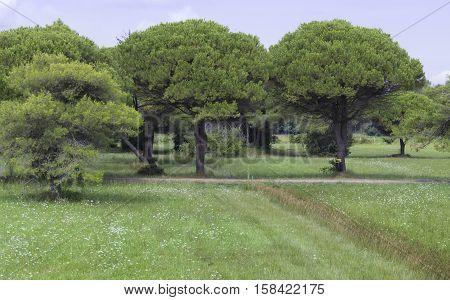 Large trees and meadow in the park