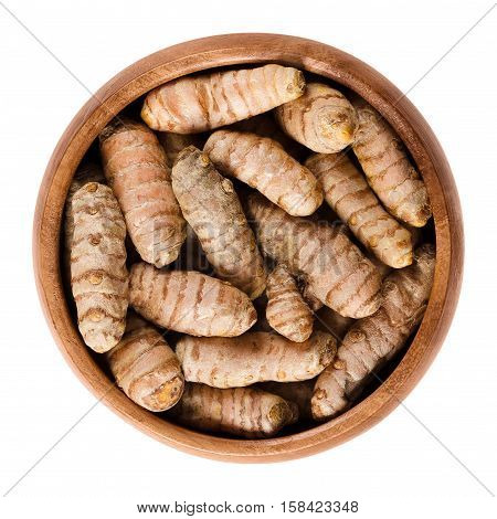 Fresh turmeric rhizomes in wooden bowl. Curcuma longa, also tumeric, used as spice for curries, for coloring mustard and in Siddha medicine. Isolated macro food photo close up from above over white.