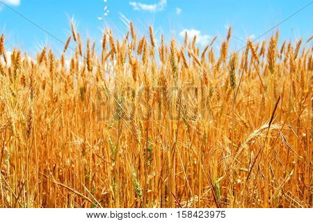 Field of ripe wheat under blue sky