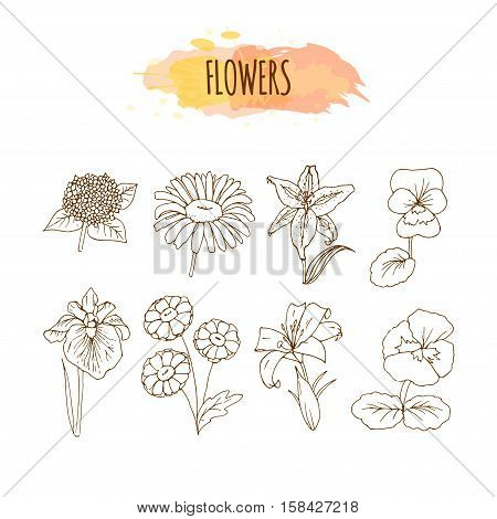 Hand Drawn Flower Set. Floral Illustration. Sketch of Lily, Chamomile, Daisy, Viola, Hydrangea and Iris