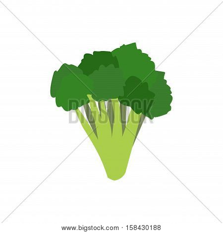 Broccoli Isolated. Greens On White Background. Broccoli Sprouts. Useful Green Vegetable